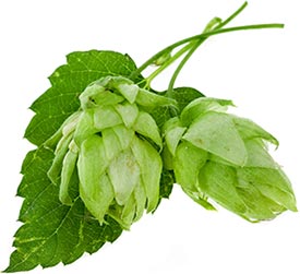 Hops