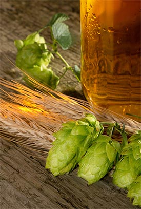 Beer Ingredients