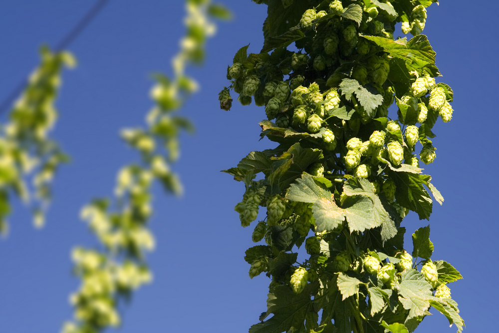 hops growing in the czech republic