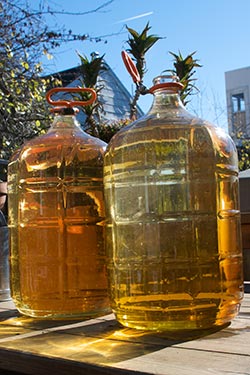 Carboys in the Sun