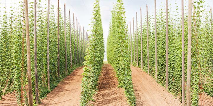 how much money can u make growing hops