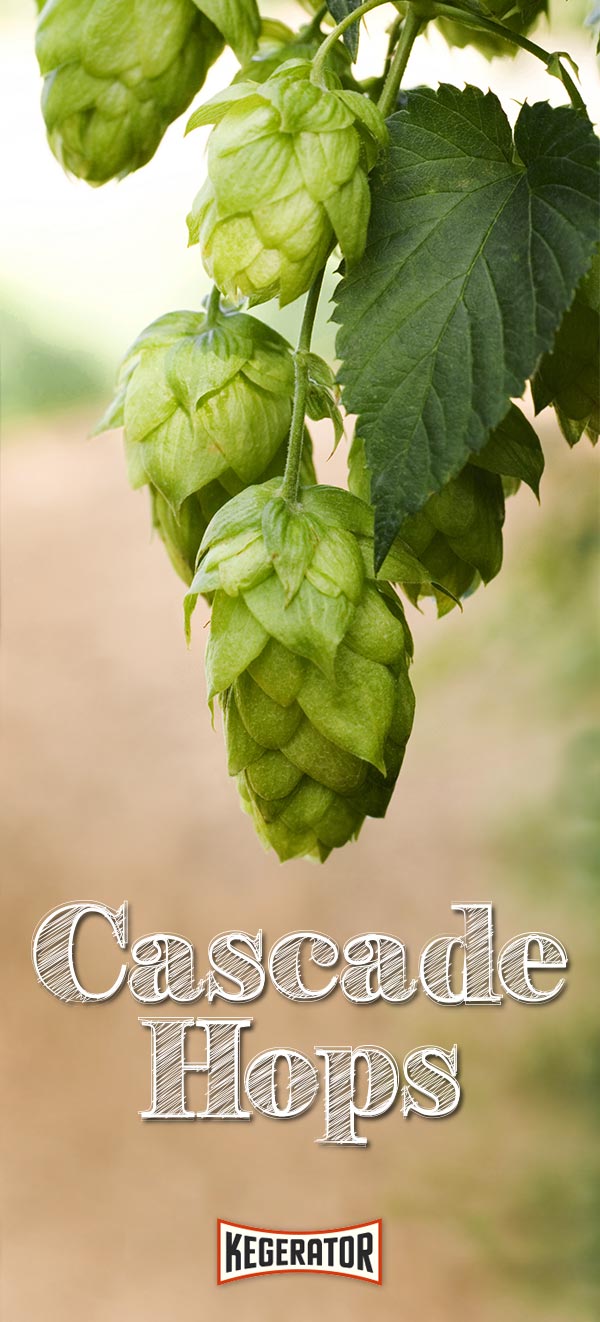 Cascade Hops - How to Grow & Brew This Popular Hop
