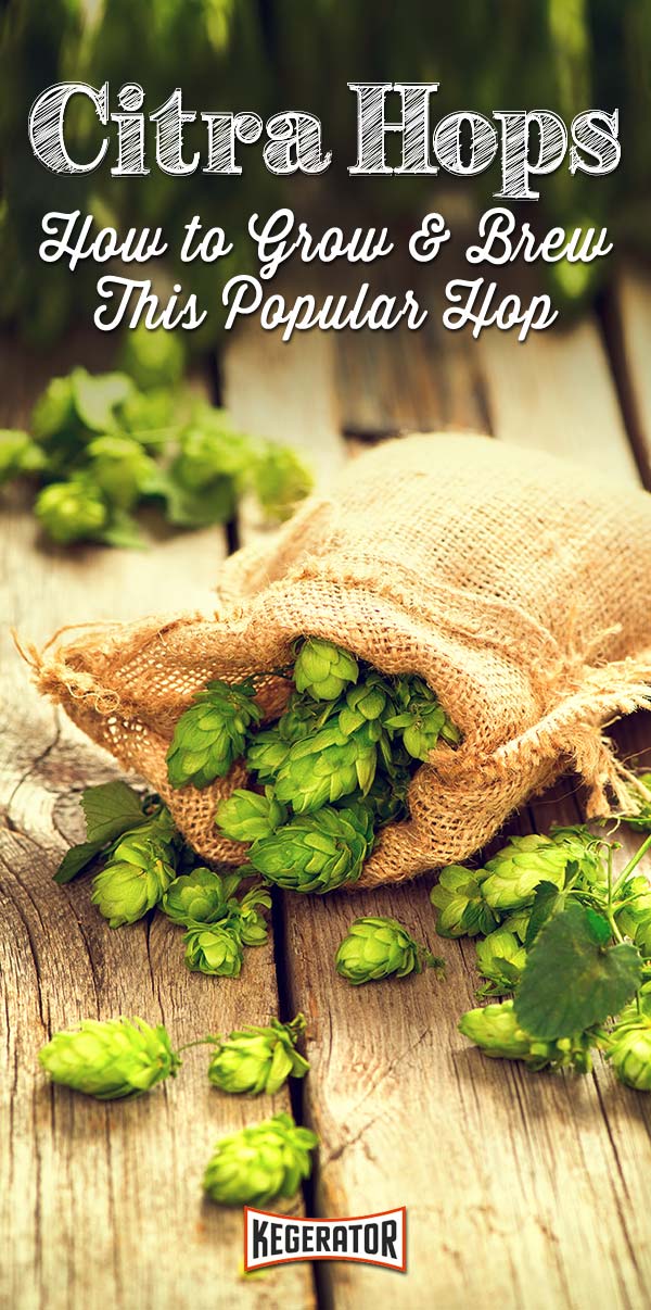 How to Grow & Brew Citra Hops