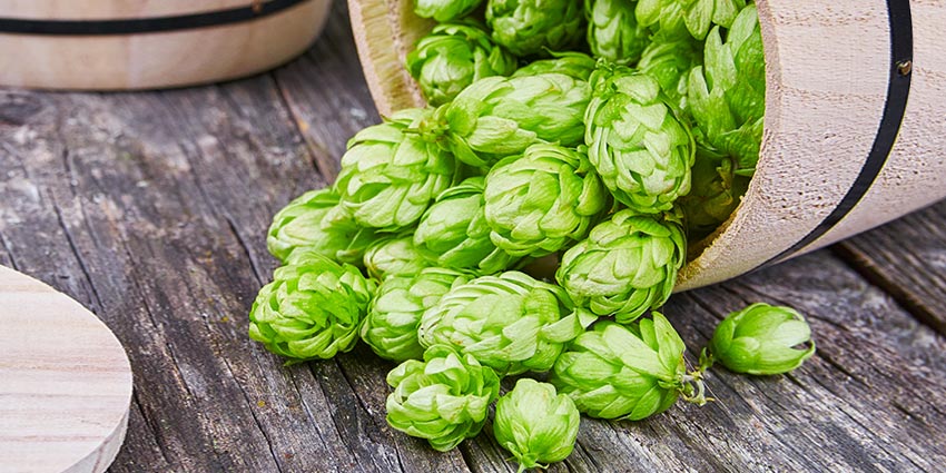 Amarillo Hops: The Citrusy Variety That Was Accidentally Discovered