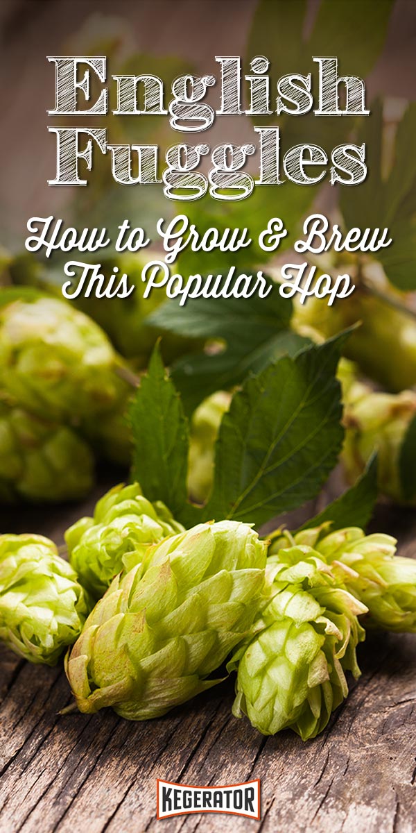 English Fuggles: How to Grow & Brew This Popular Hop