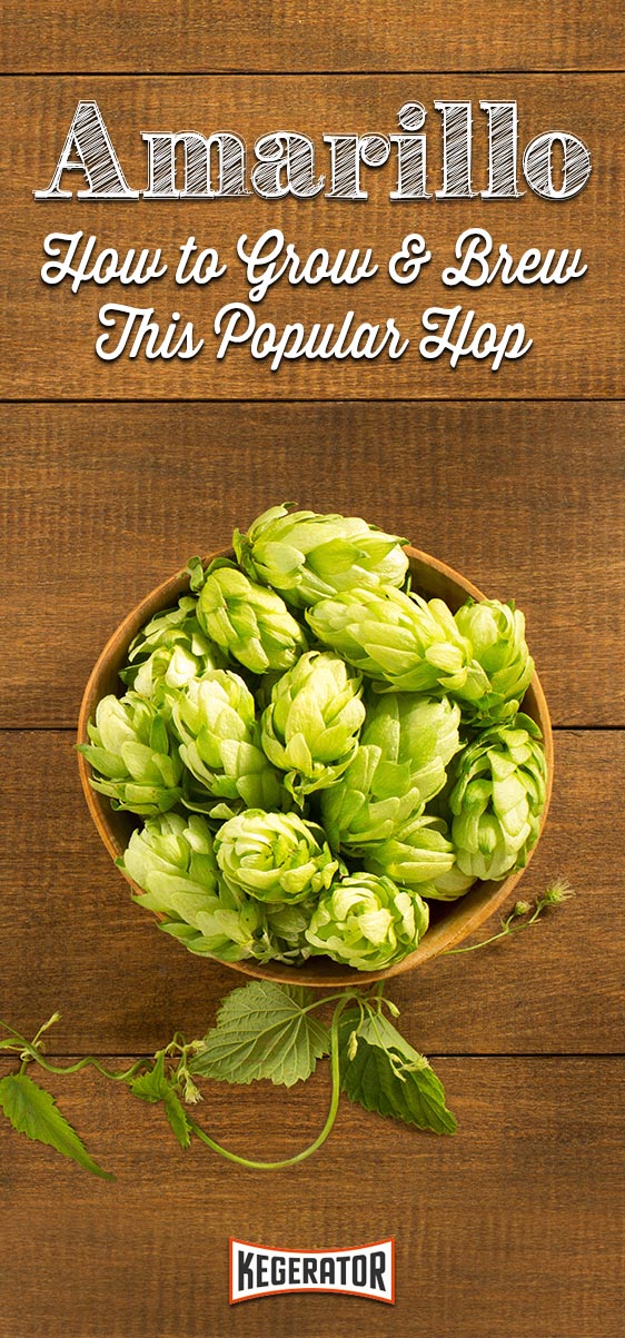How to Grow & Brew Amarillo Hops
