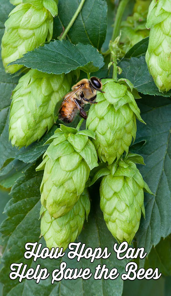How Hops Can Help Save the Bees from Colony Collapse Disorder