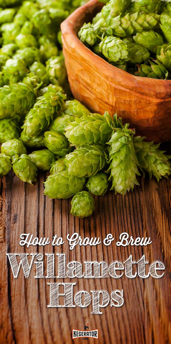 How to Grow & Brew Beer With Willamette Hops