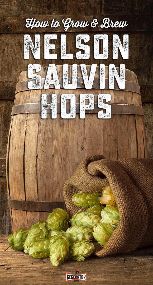 How to Grow & Brew Nelson Sauvin Hops
