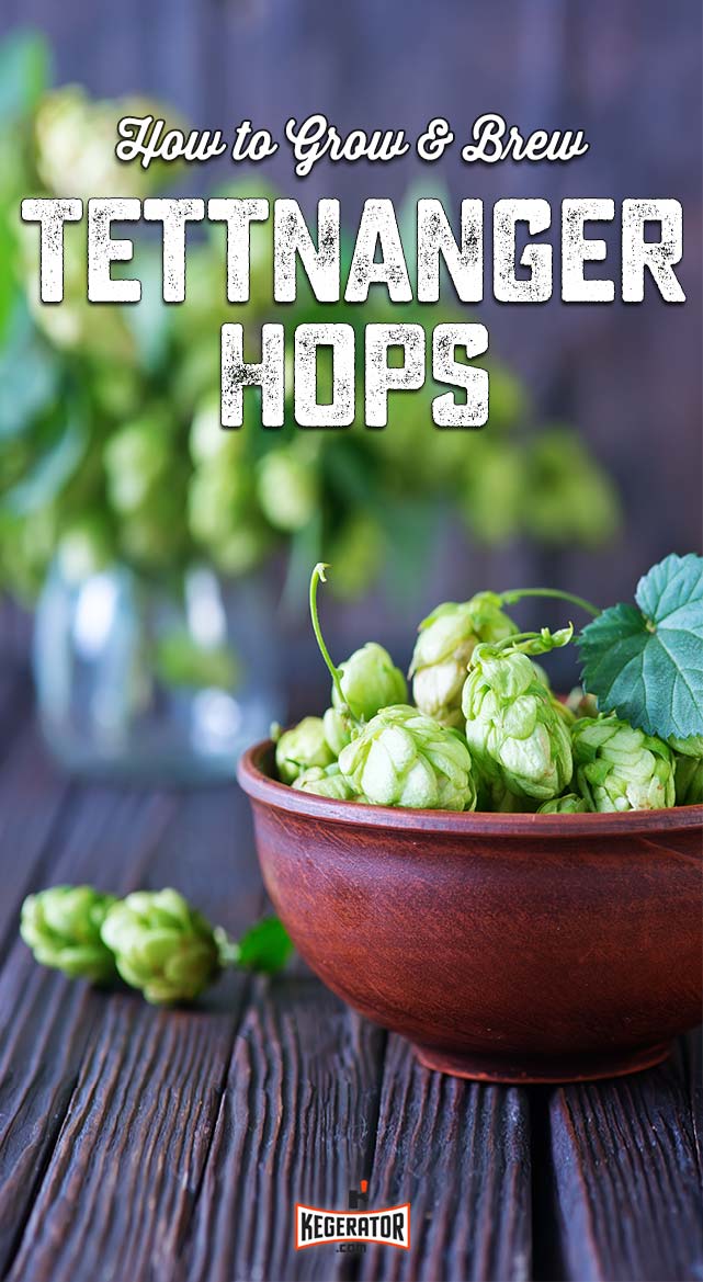 How to Grow & Brew Tettnanger Hops