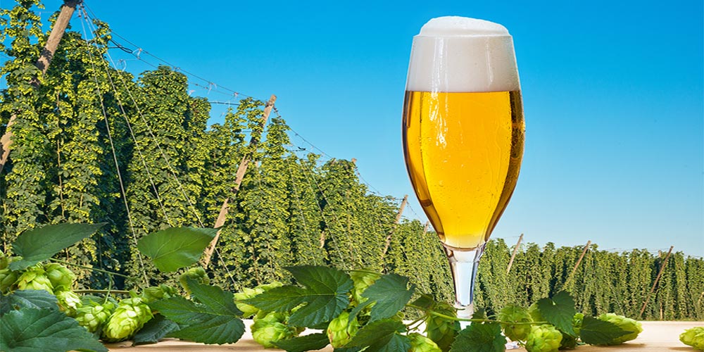 Belgian Blond Ale: The Golden Style of Belgium