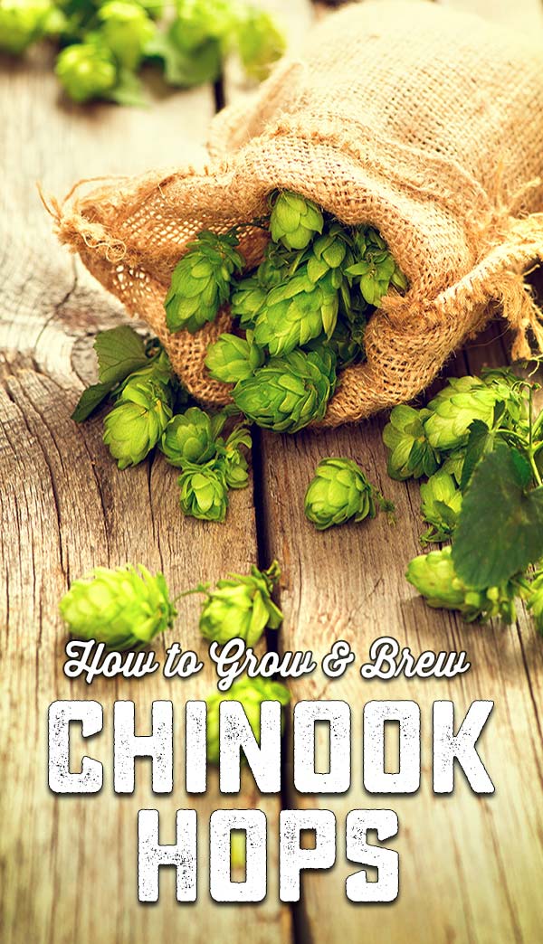 How to Grow & Brew Chinook Hops
