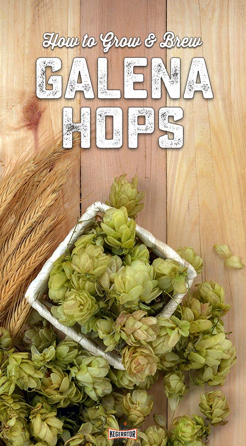 How to Grow & Brew Galena Hops