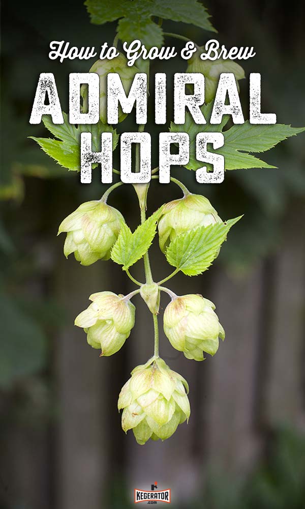 How to Grow & Brew Admiral Hops
