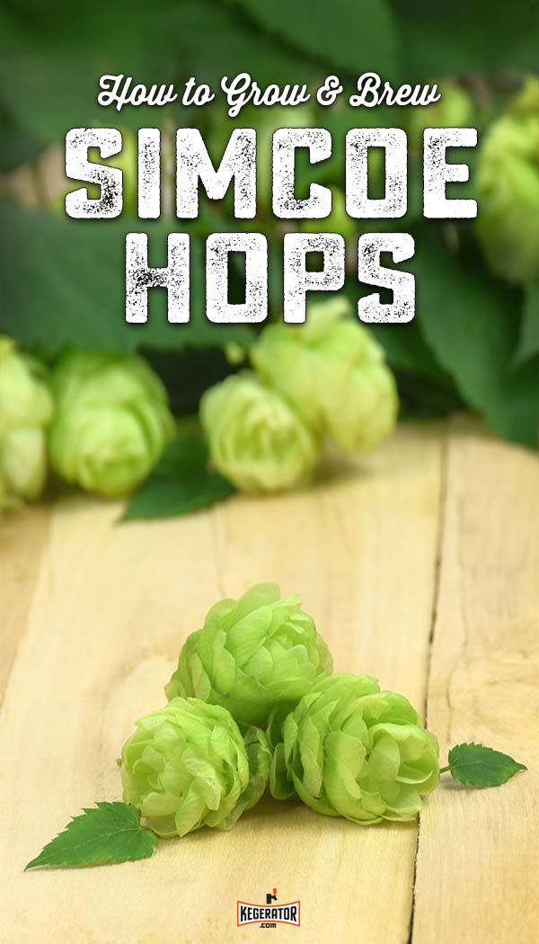 How to Grow & Brew Simcoe Hops