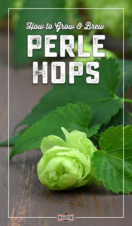 How to Brew Beer With Perle Hops