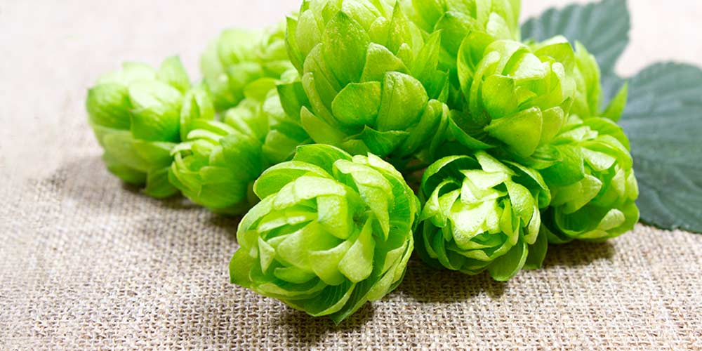 Perle Hops The Most Popular Aroma Hop In Germany