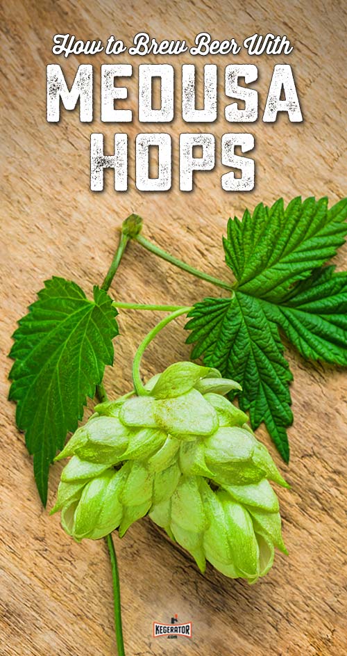 How to Brew Beer with Medusa Hops