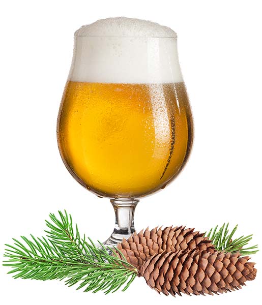 Beer With Spruce Tips