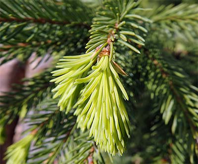 New Growth on Spruce Tree